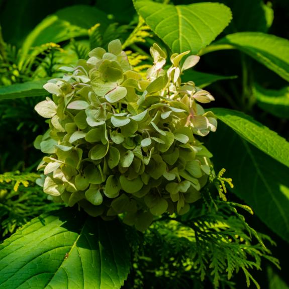 Hydrangeas for Sale Buy Hydrangea Plants in Bulk Melbourne